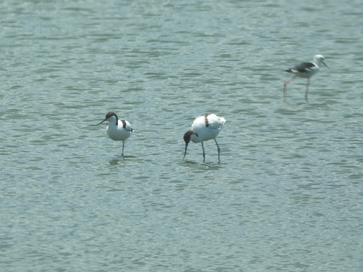 Avocetta - ML642194900