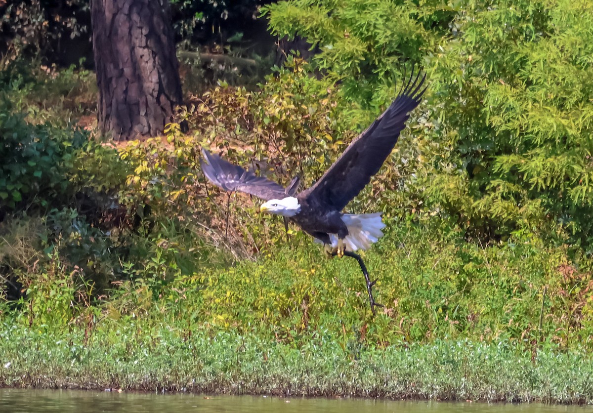 Bald Eagle - ML642194913