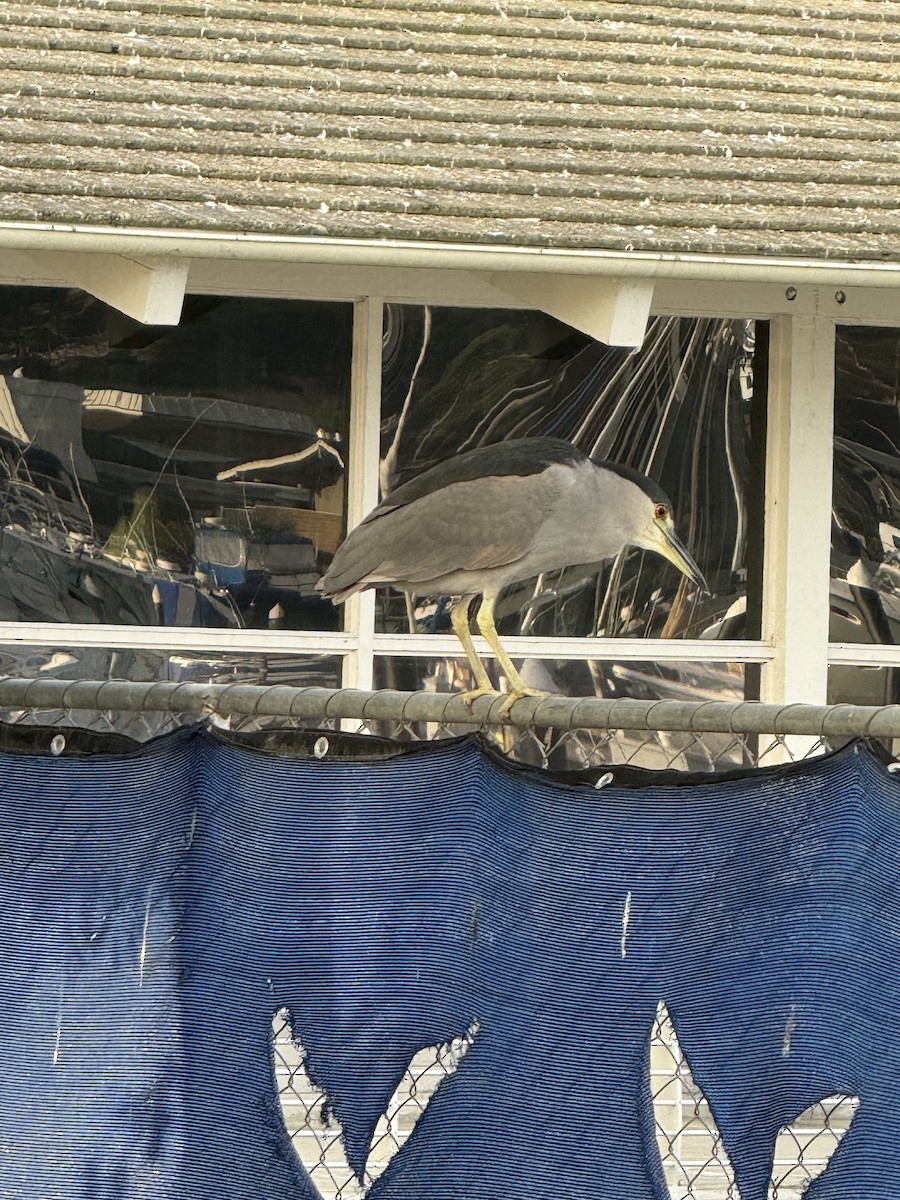 Black-crowned Night Heron - ML642194917