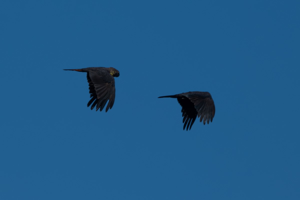 Glossy Black-Cockatoo - ML642194918