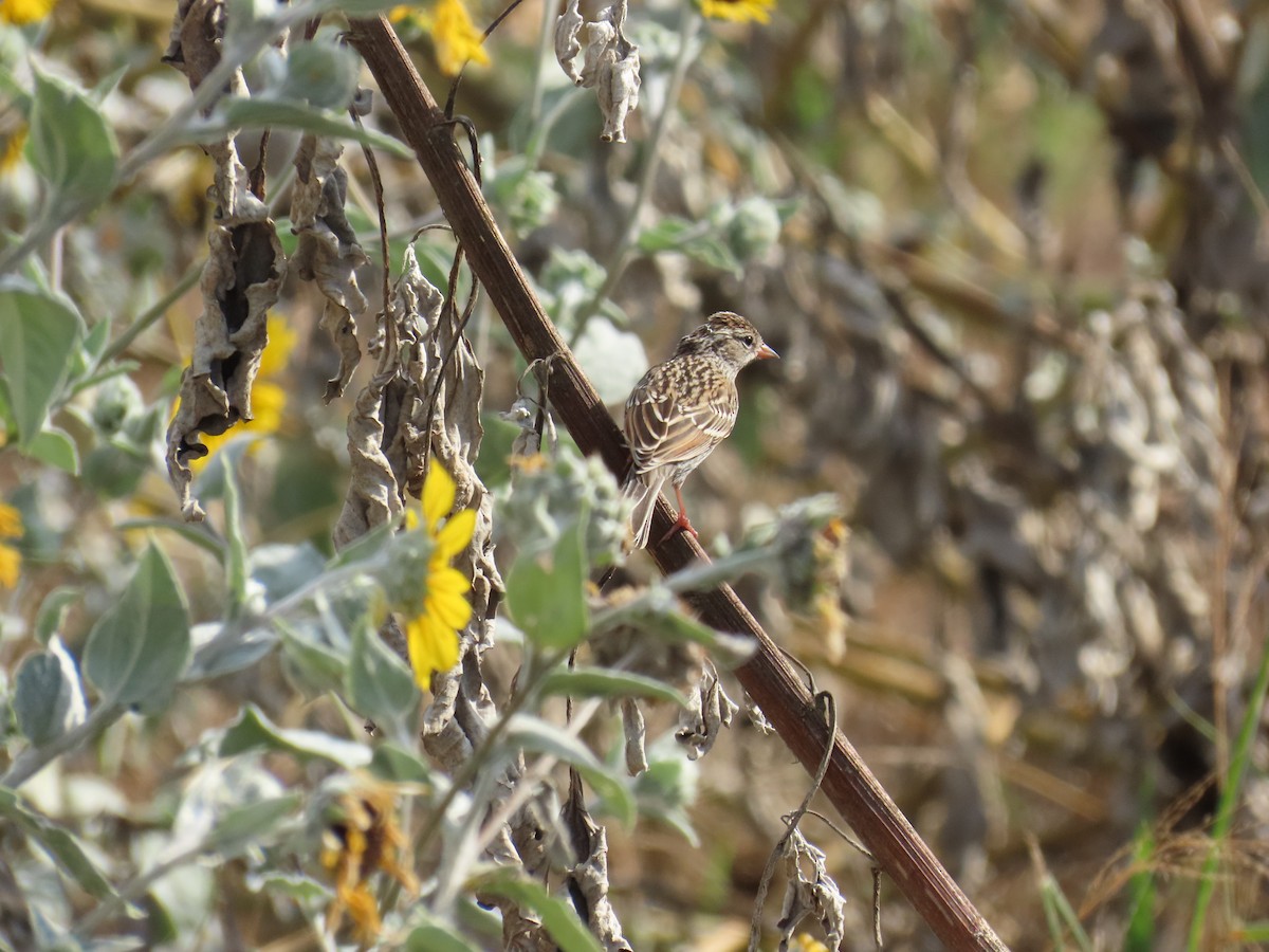 Lincoln's Sparrow - ML642194921