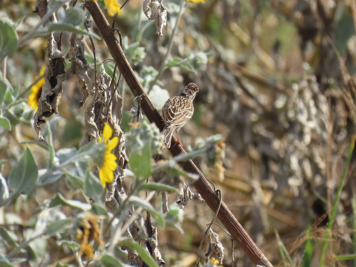 Lincoln's Sparrow - ML642194922