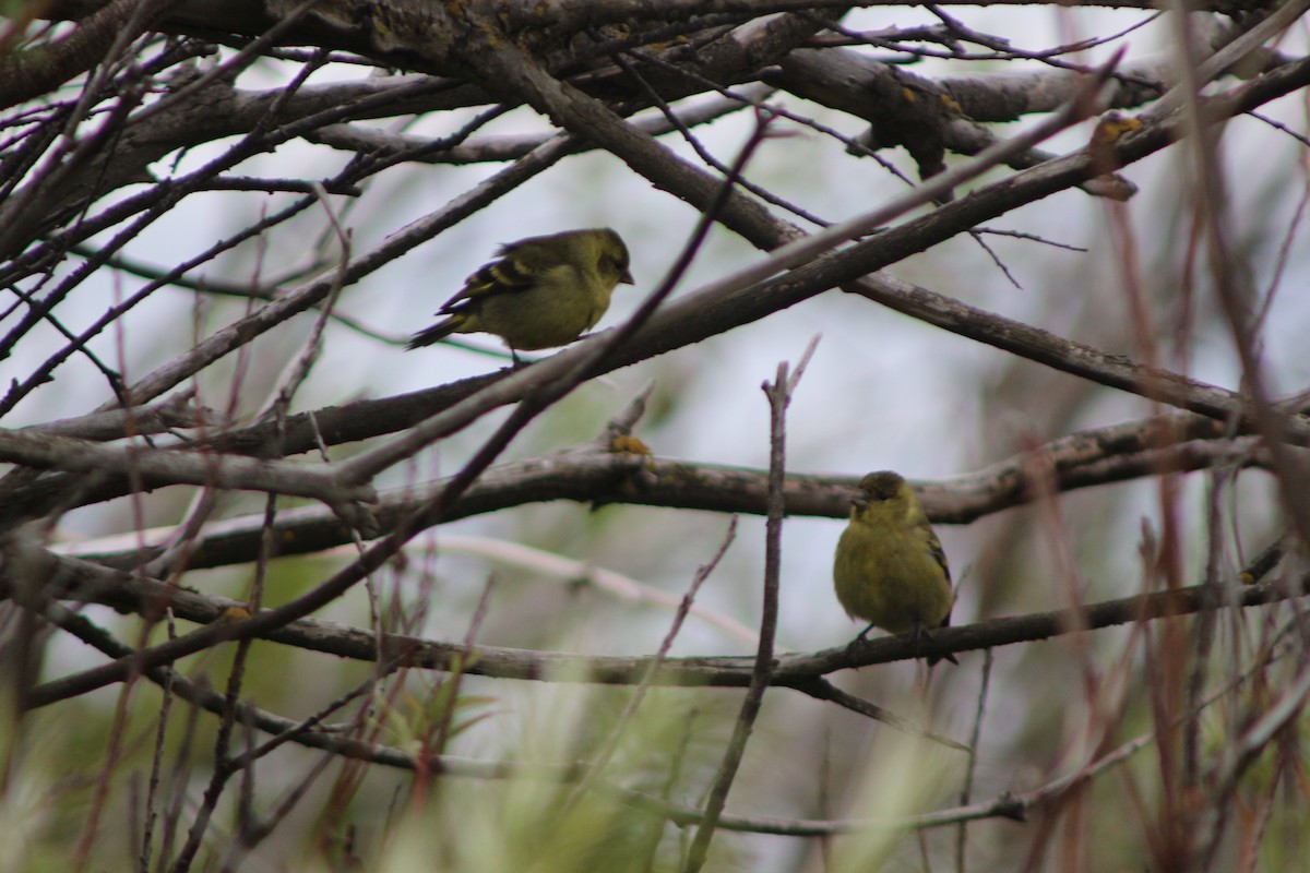Patagonian Yellow-Finch - ML642194924