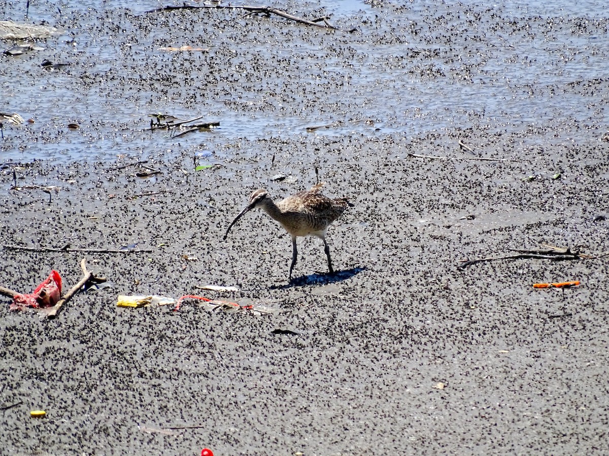 Whimbrel - ML642194926