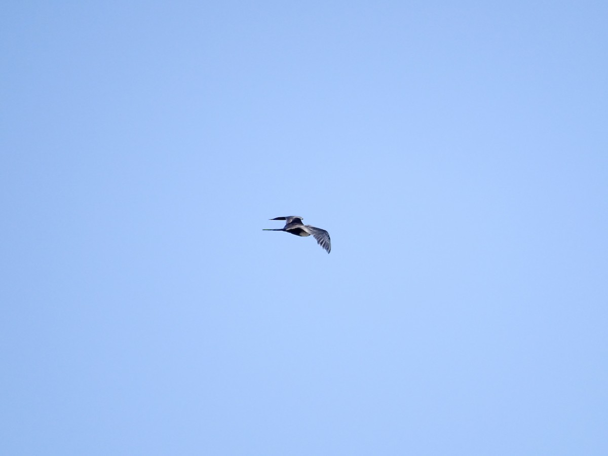 Magnificent Frigatebird - ML642194930