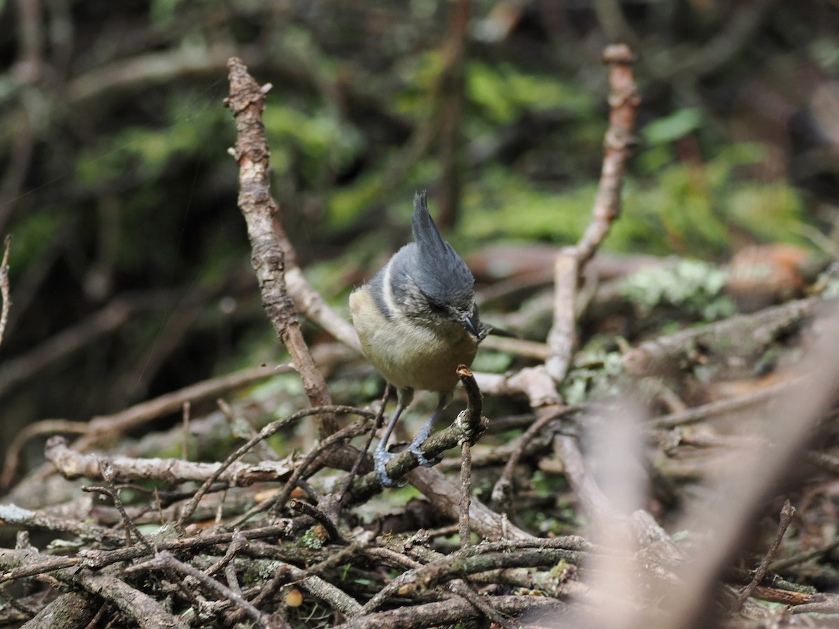Gray-crested Tit - ML642194932