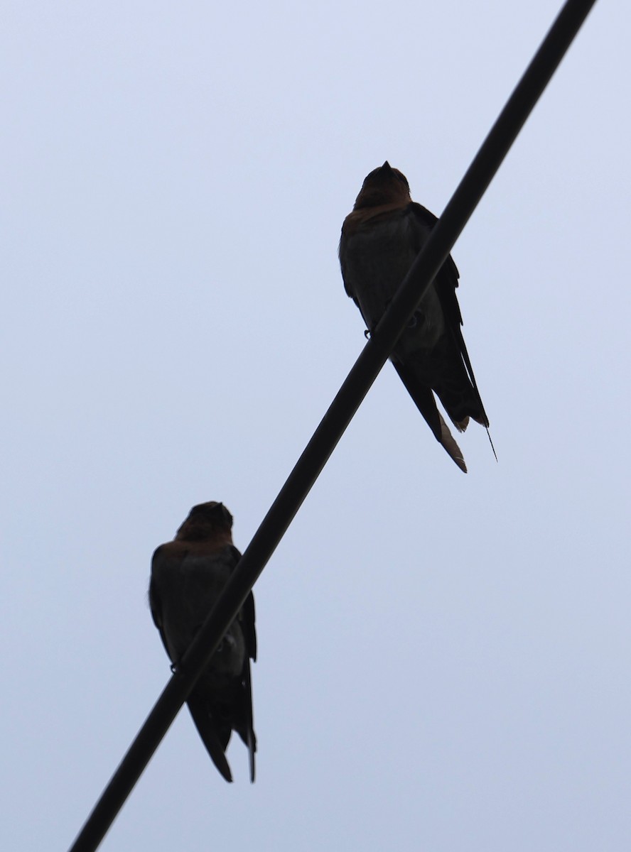 Pacific Swallow - ML642194936