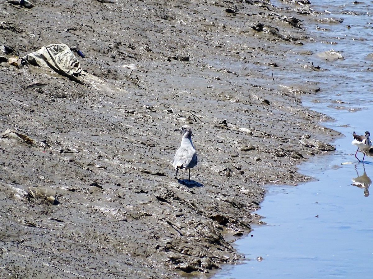 Laughing Gull - ML642194937