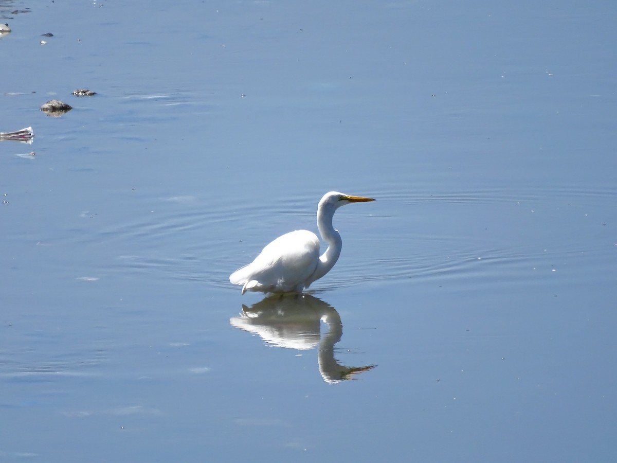 Great Egret - ML642194939