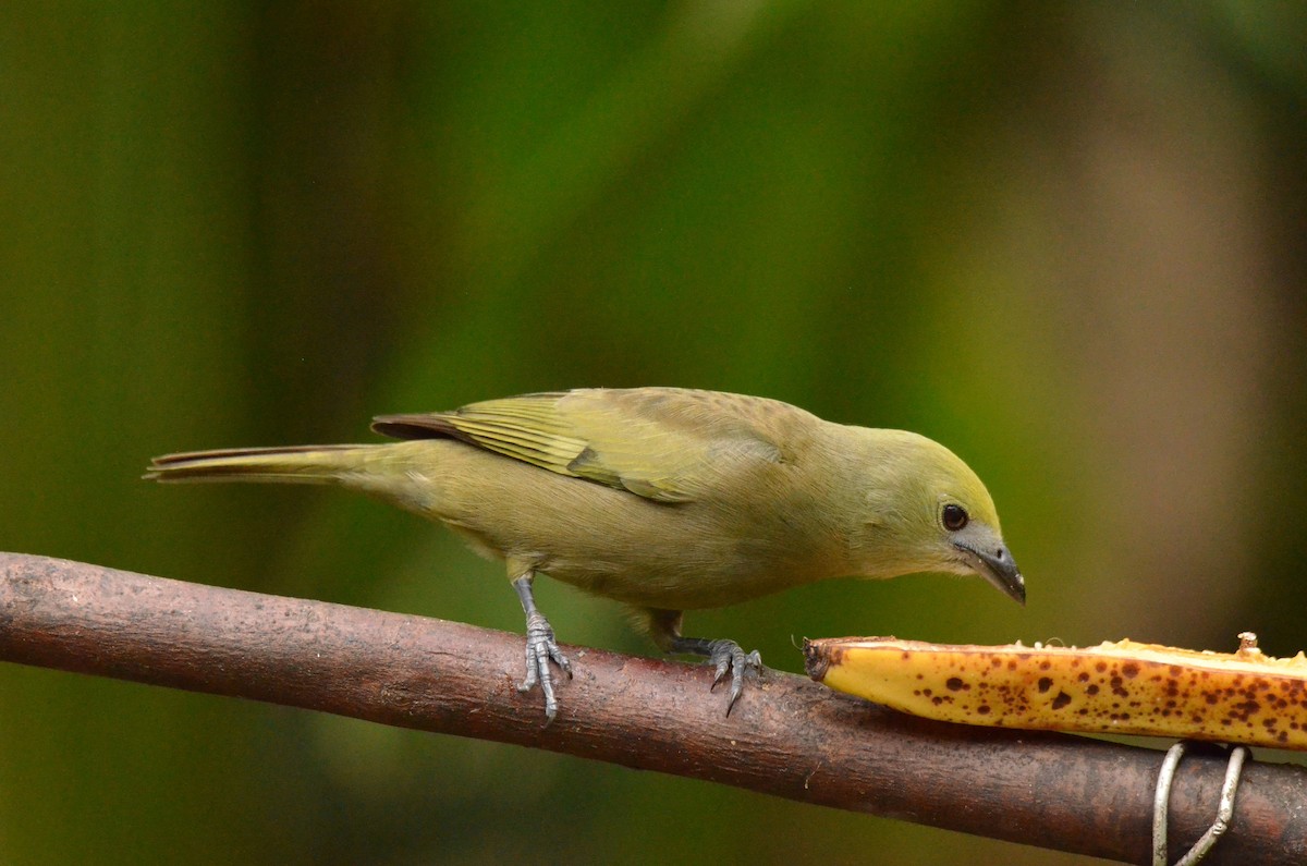 Palm Tanager - ML642194941