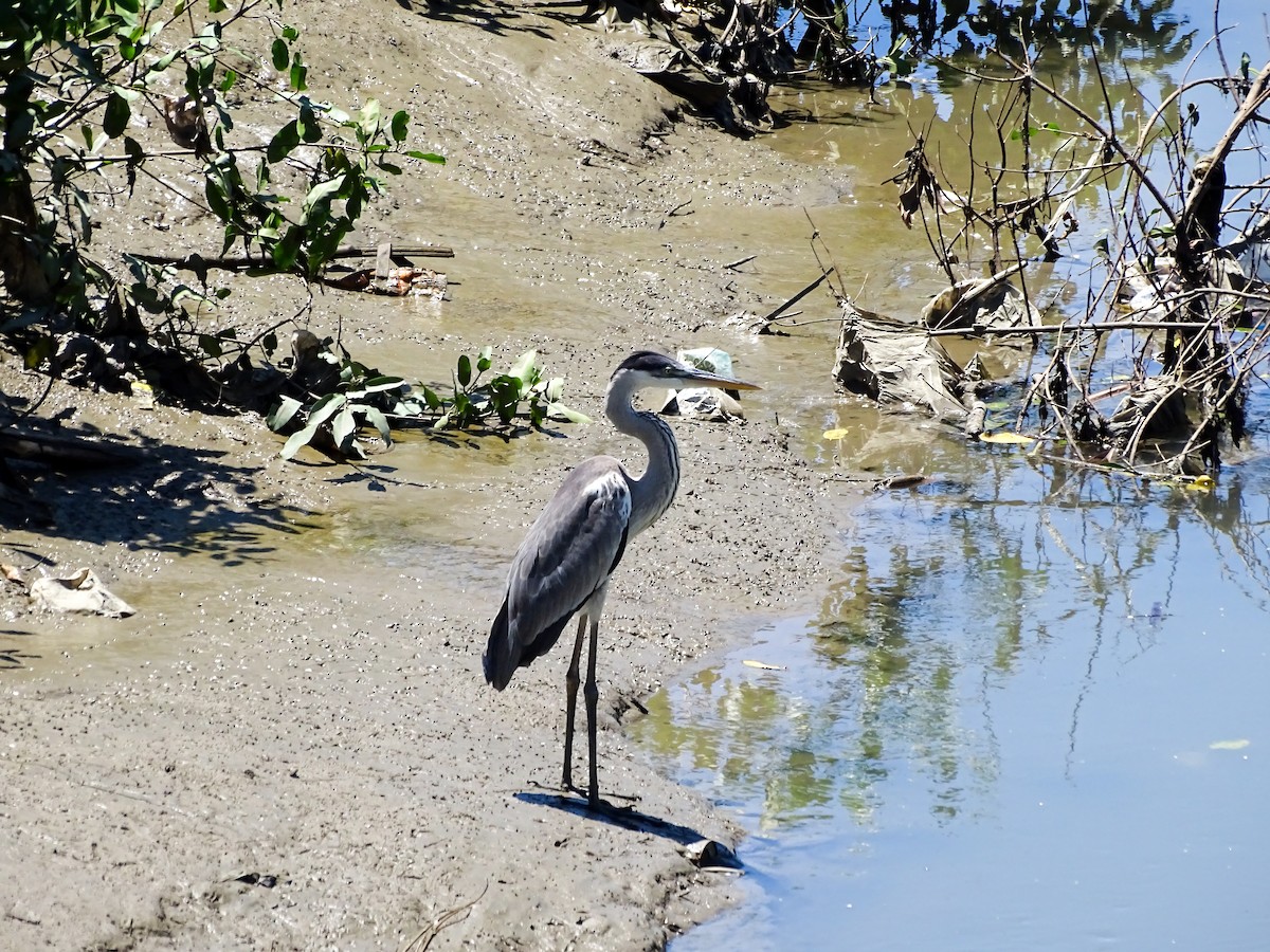 Cocoi Heron - ML642194945