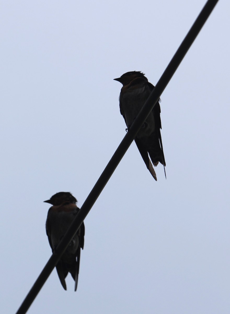 Pacific Swallow - ML642194946