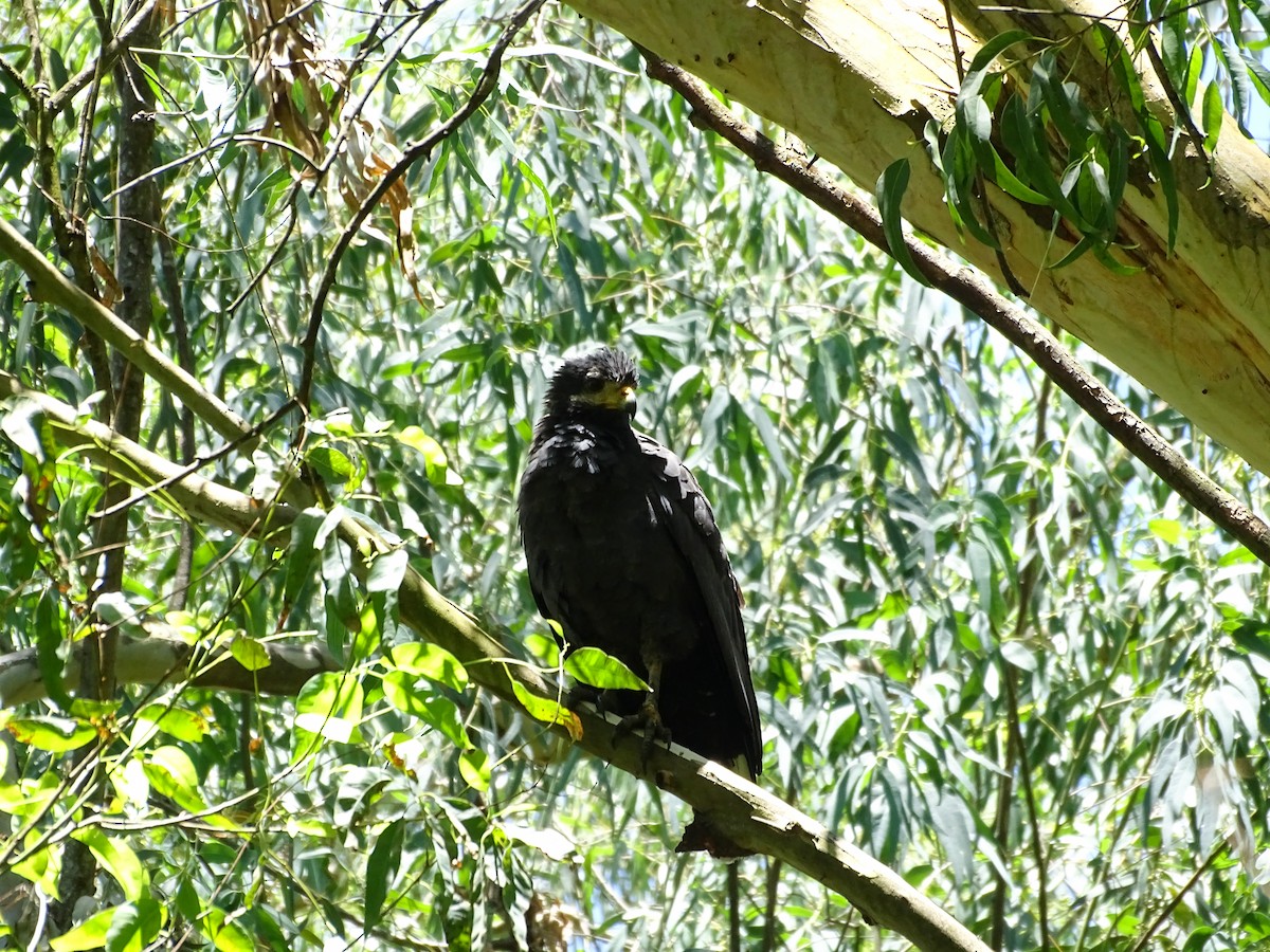 Krabbenbussard - ML642194950