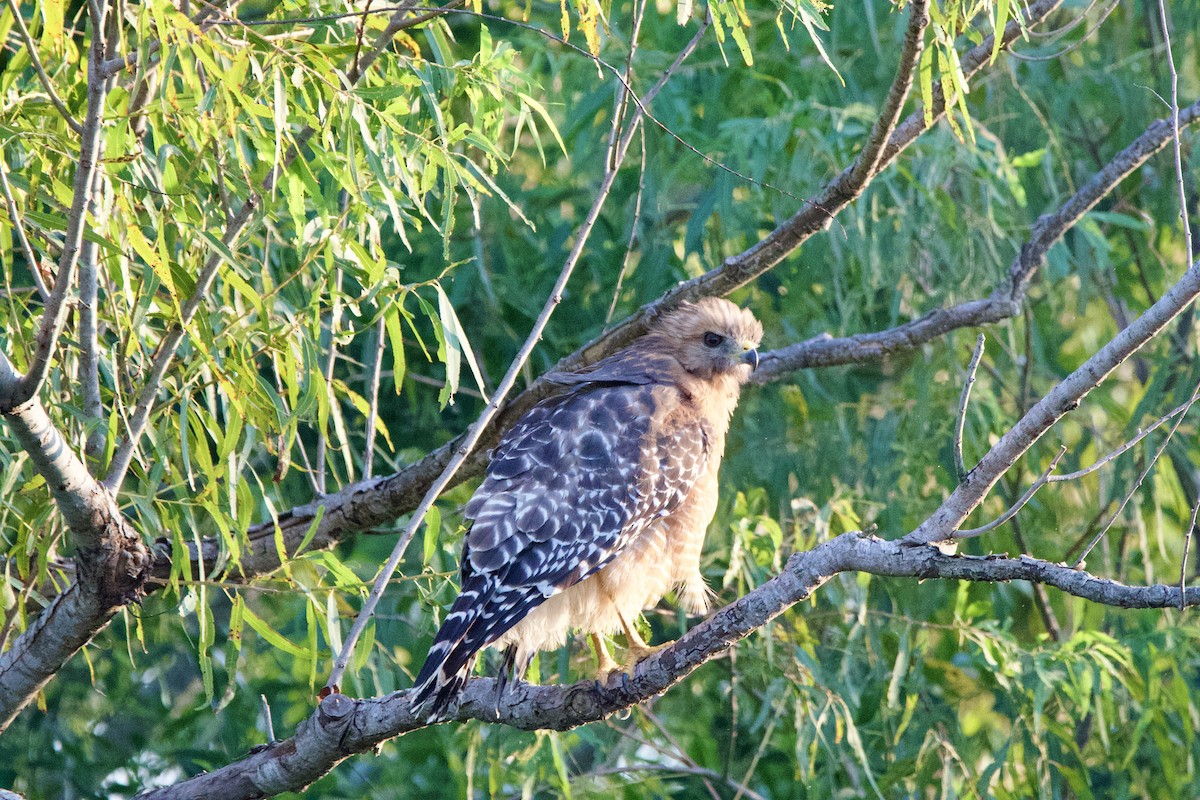 Rotschulterbussard - ML642194952