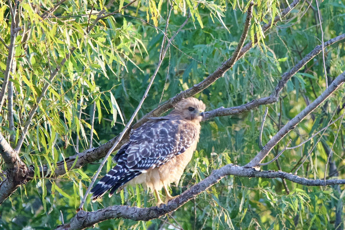 Rotschulterbussard - ML642194953