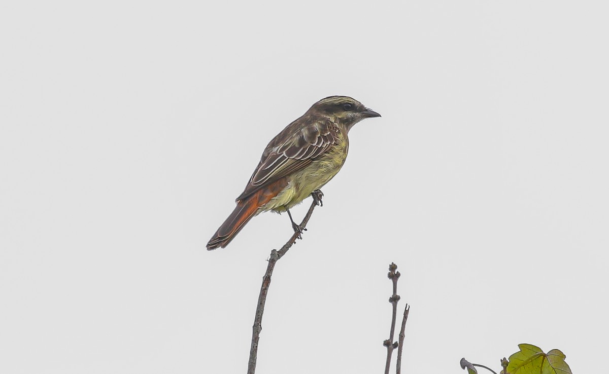 キカムリタイランチョウ - ML642194954