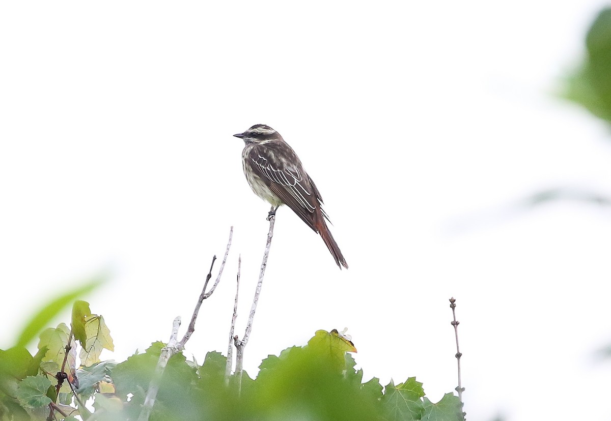 キカムリタイランチョウ - ML642194956