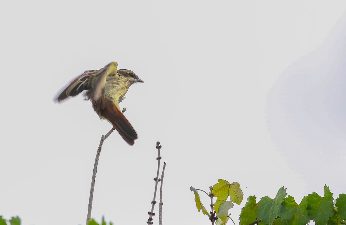 キカムリタイランチョウ - ML642194957