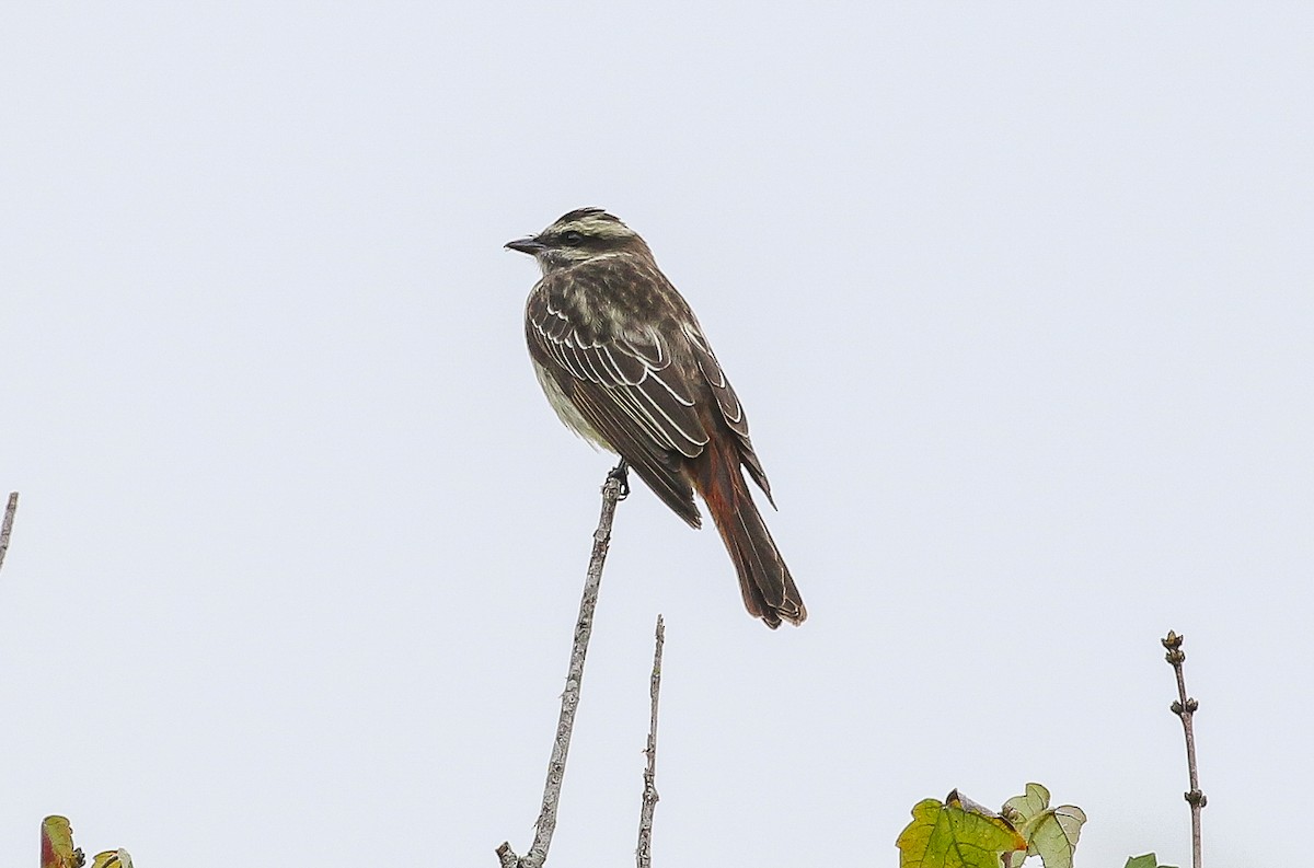 キカムリタイランチョウ - ML642194959