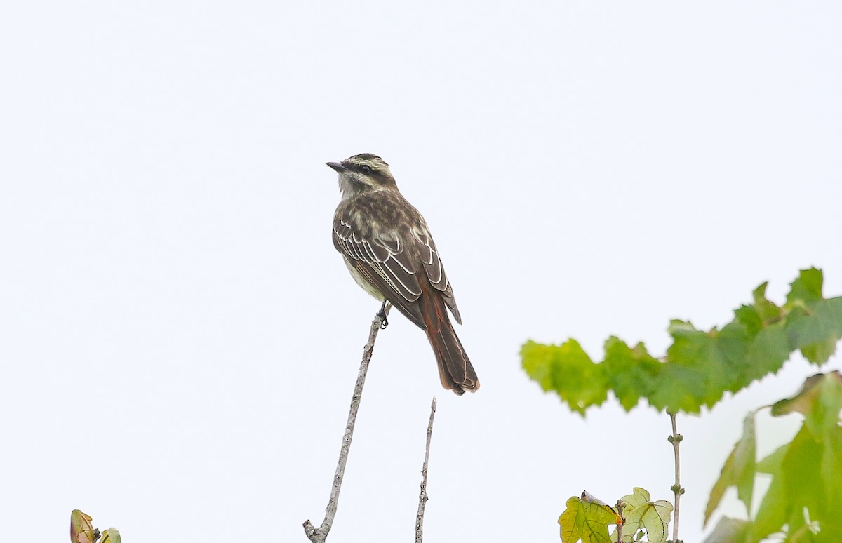 キカムリタイランチョウ - ML642194960