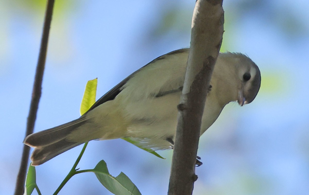Sängervireo - ML642194965
