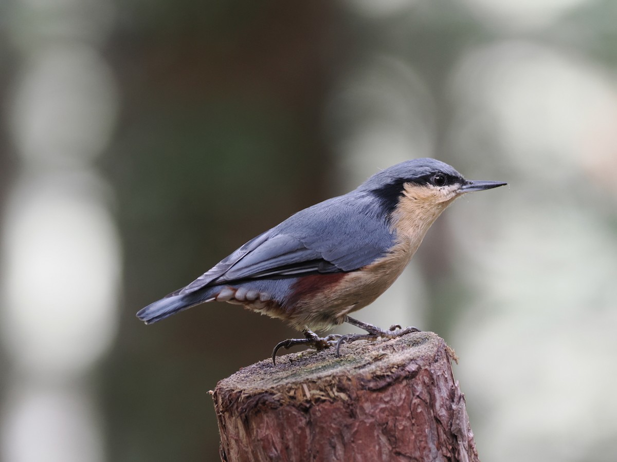 Chestnut-vented Nuthatch - ML642194969