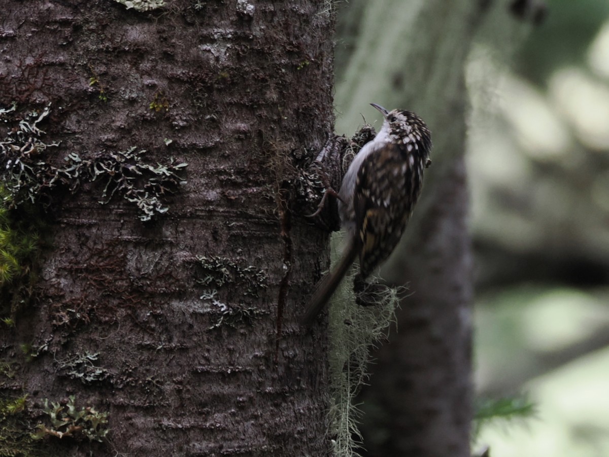 Hodgson's Treecreeper - ML642194981