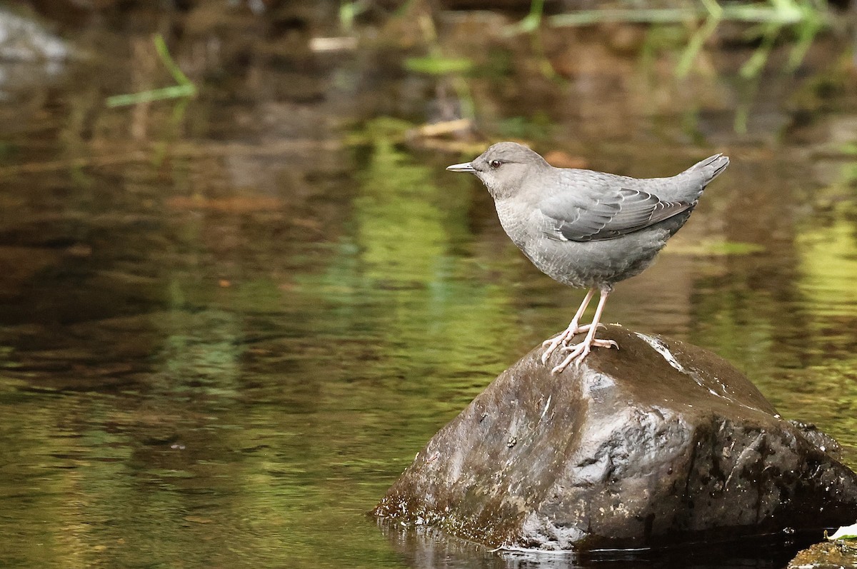 American Dipper - ML642194992