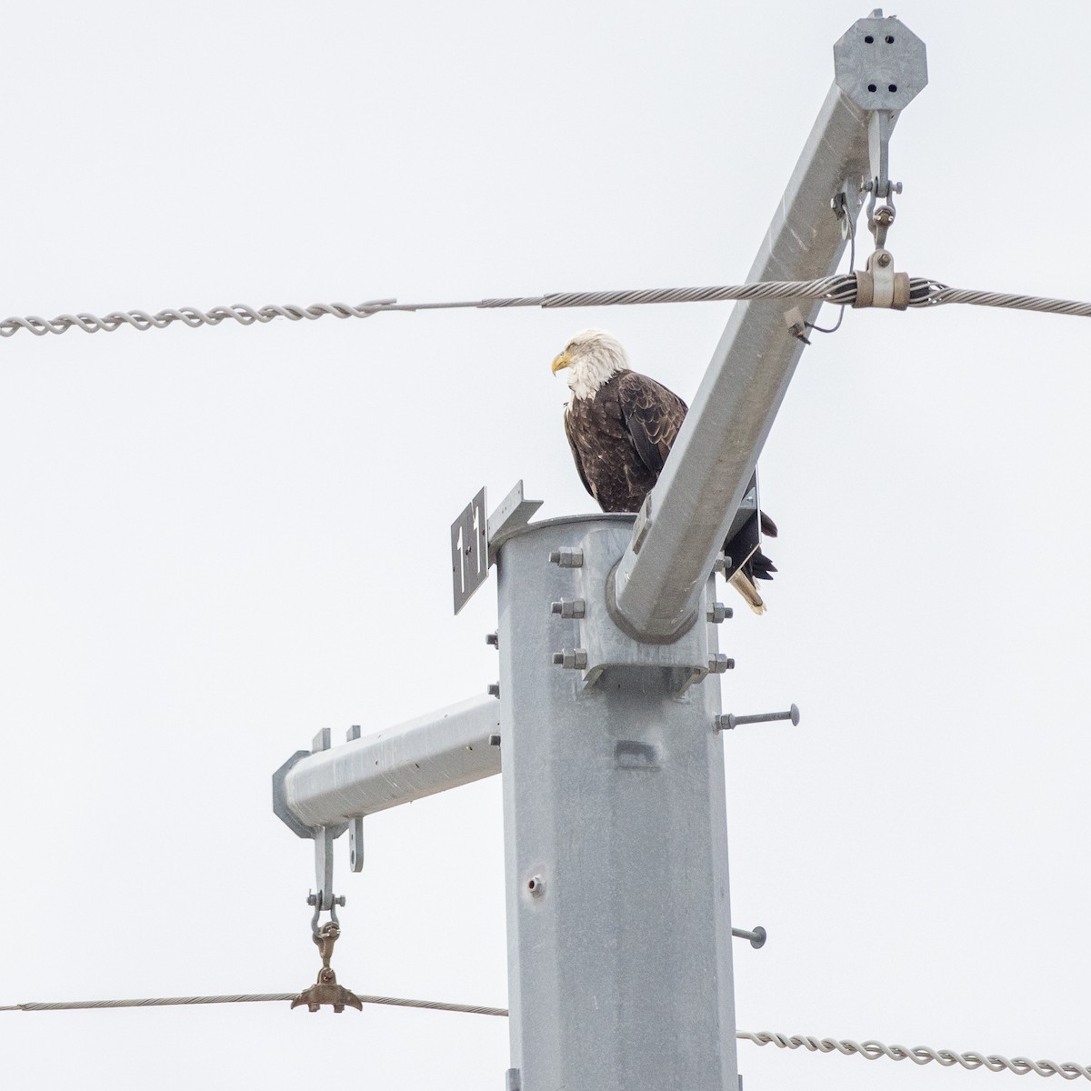 Bald Eagle - ML642194994