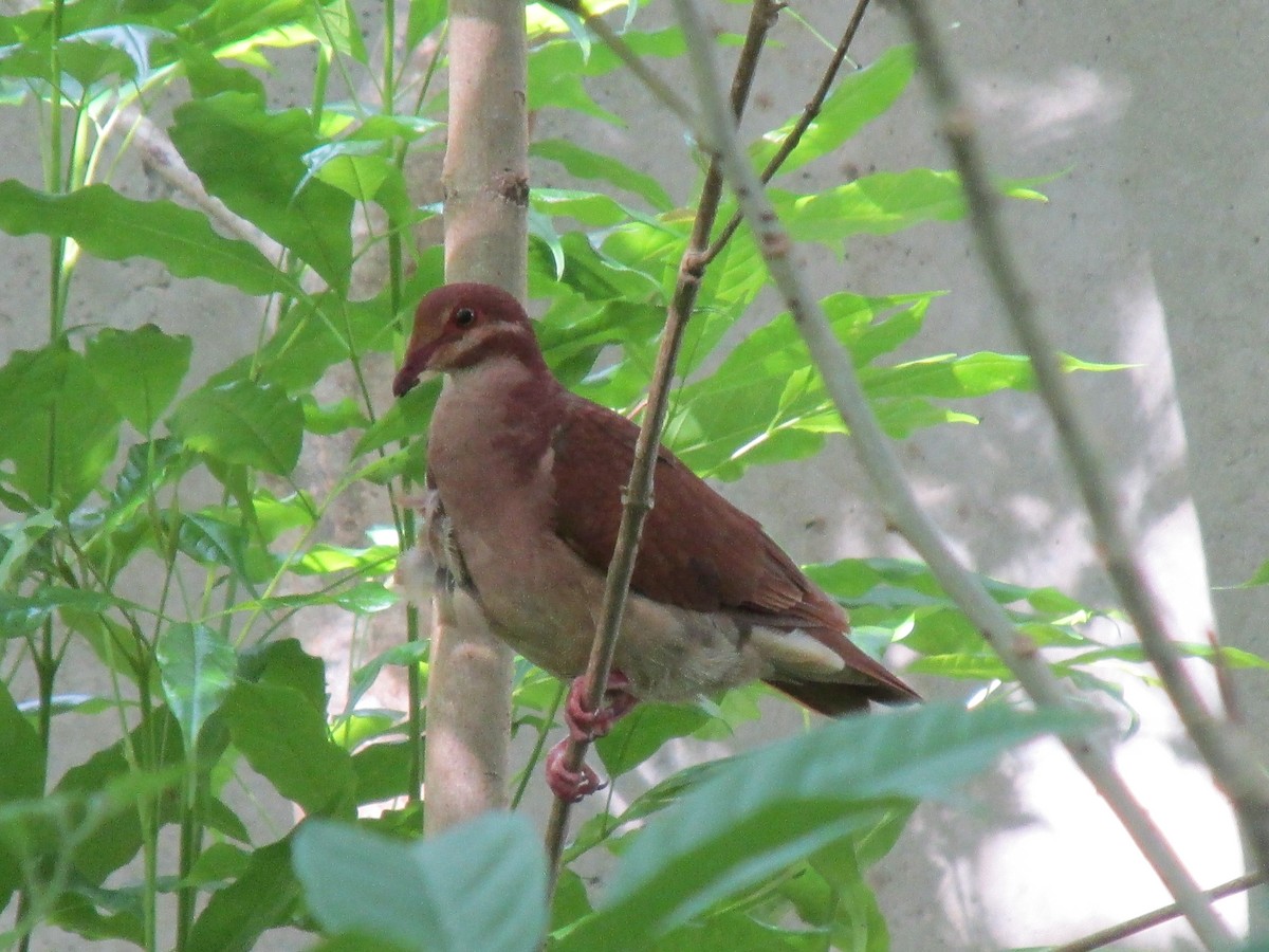 Ruddy Quail-Dove (Ruddy) - ML642195010
