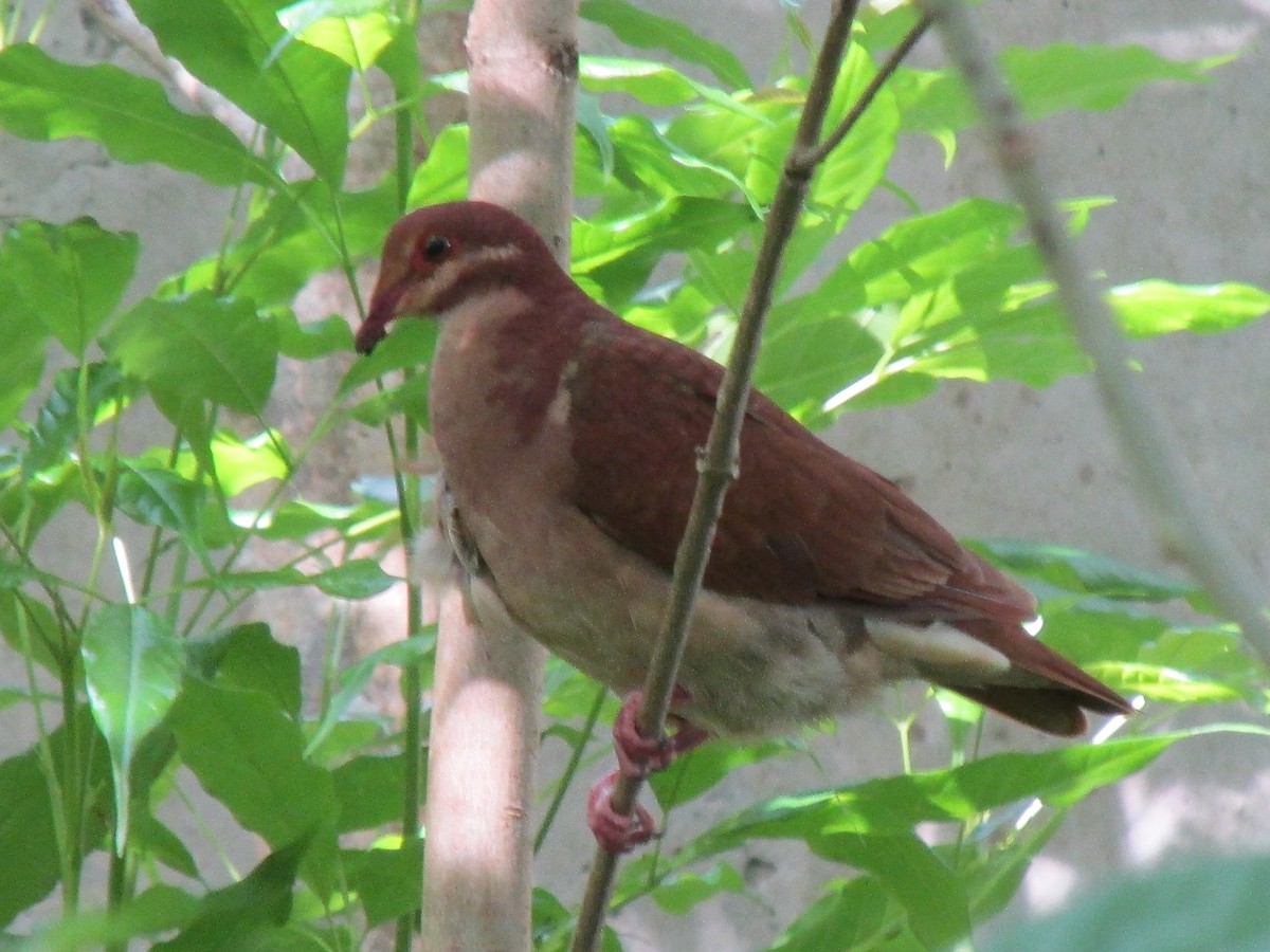Ruddy Quail-Dove (Ruddy) - ML642195011