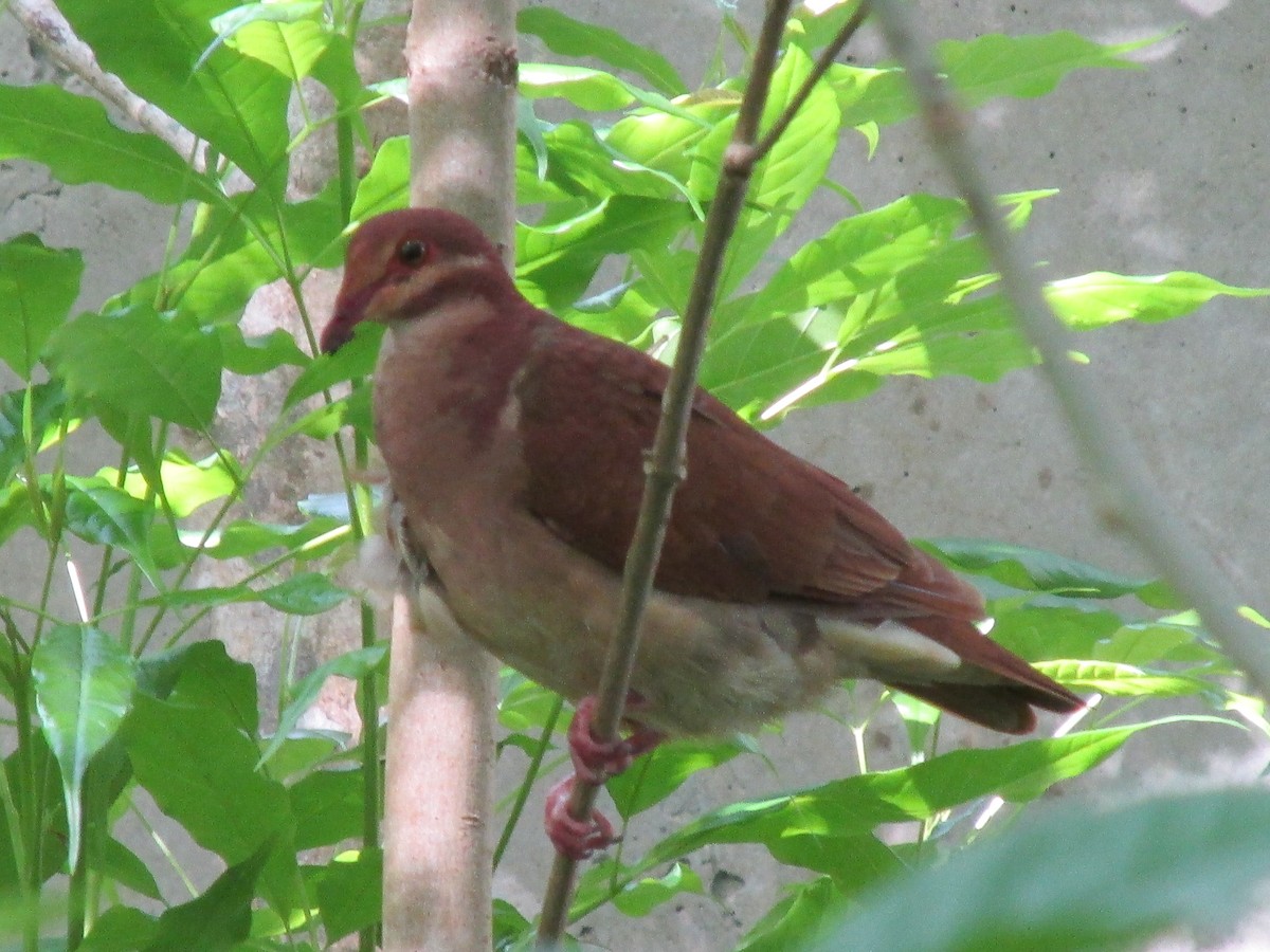 Ruddy Quail-Dove (Ruddy) - ML642195013
