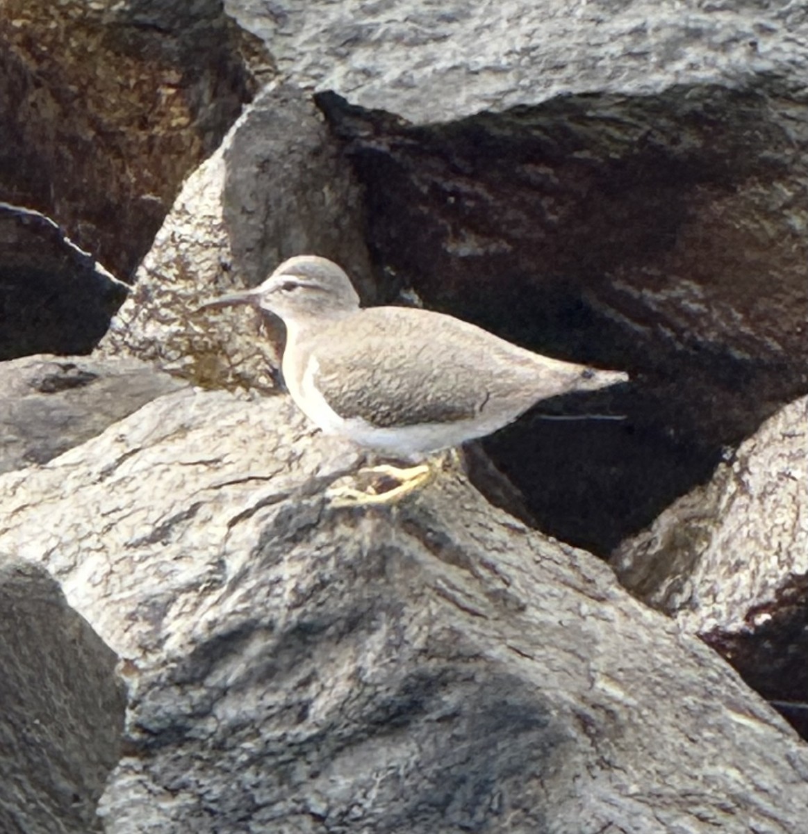 Spotted Sandpiper - ML642195023