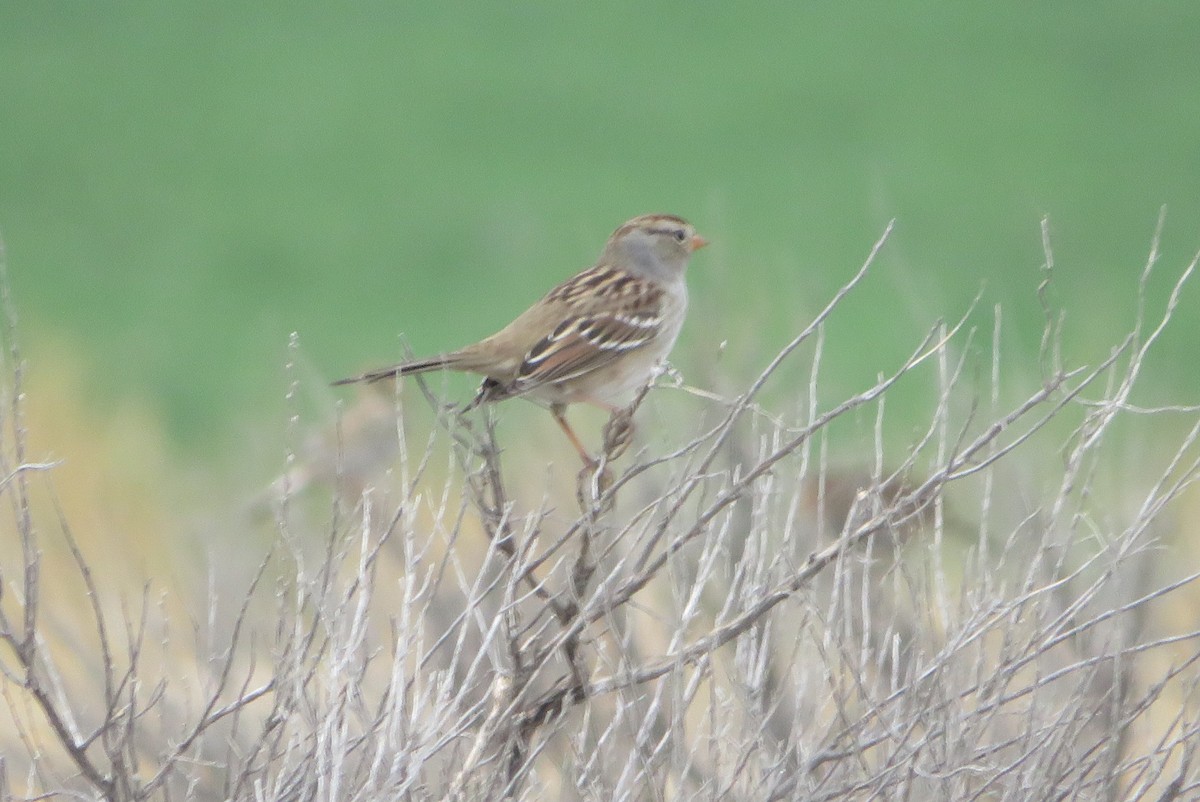 White-crowned Sparrow - ML642195030