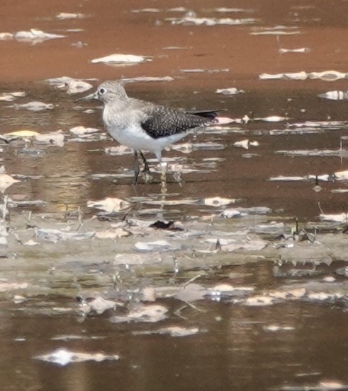 Spotted Sandpiper - ML642195040