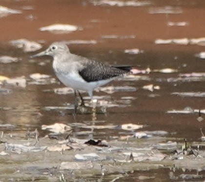 Spotted Sandpiper - ML642195041