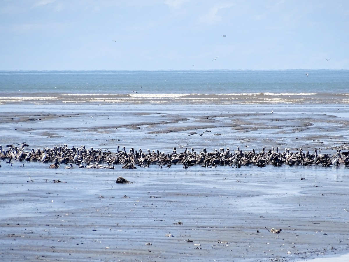 Brown Pelican - ML642195052