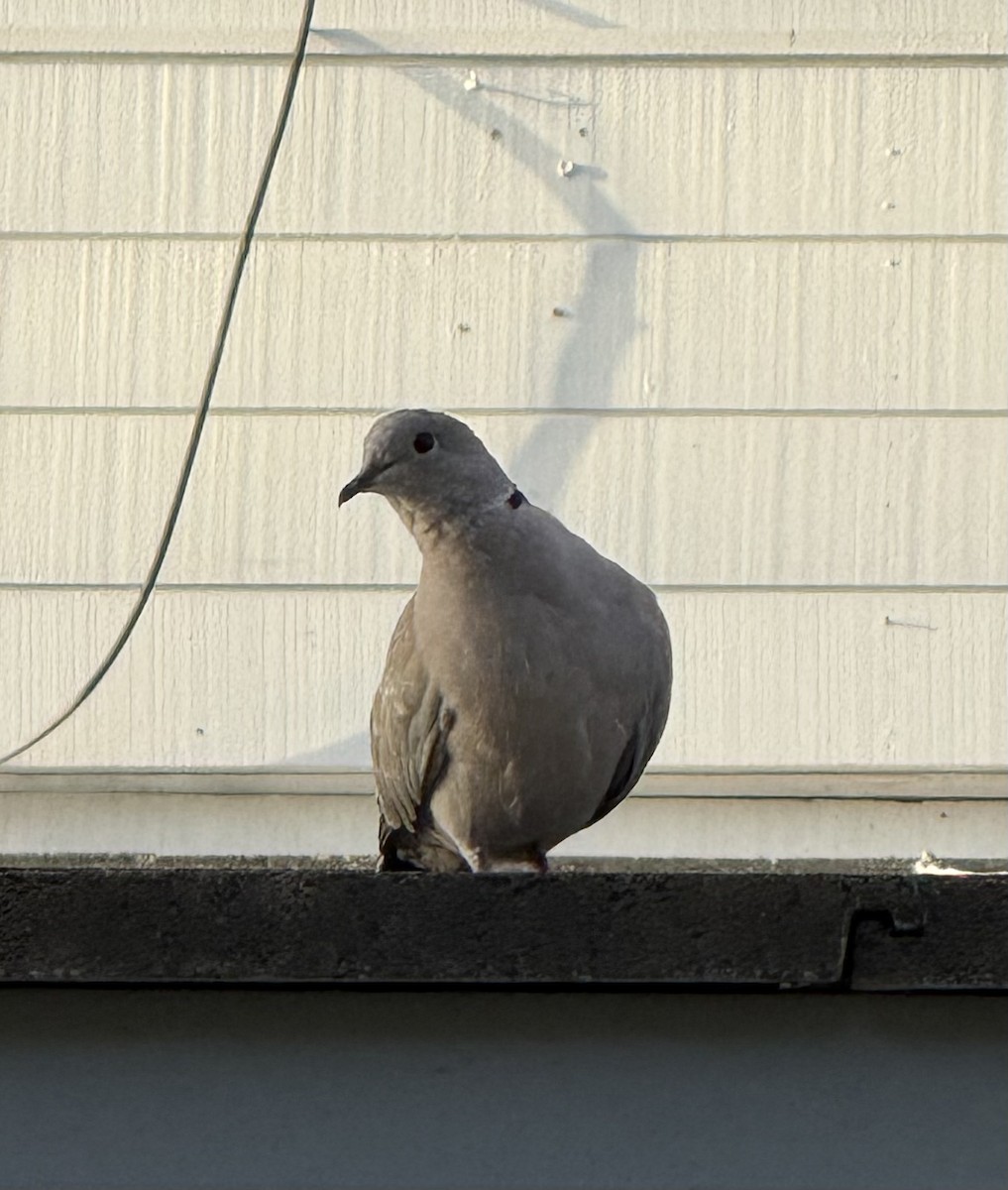 Eurasian Collared-Dove - ML642195055