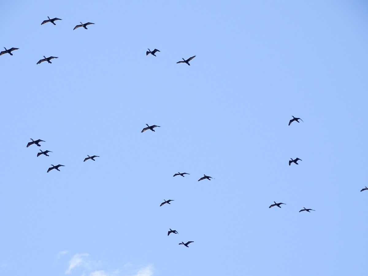 Neotropic Cormorant - ML642195058