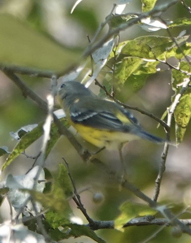 Magnolia Warbler - ML642195060