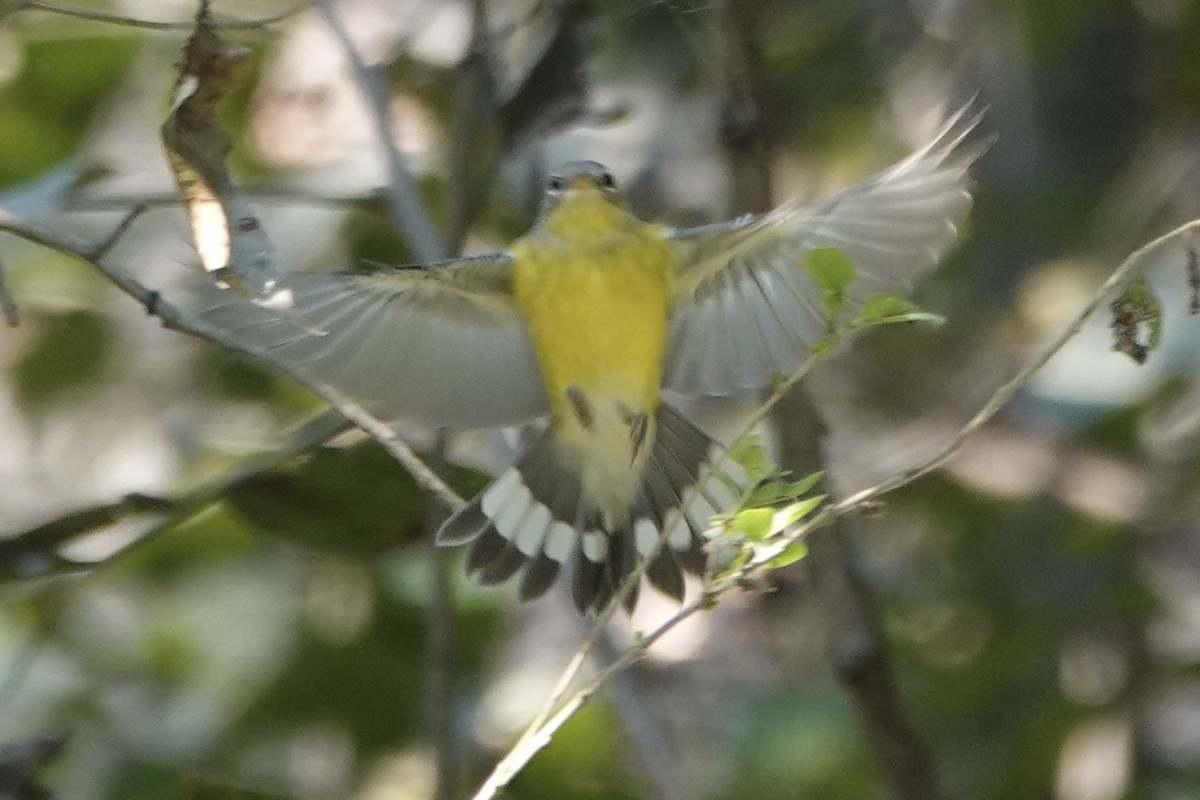 Magnolia Warbler - ML642195061
