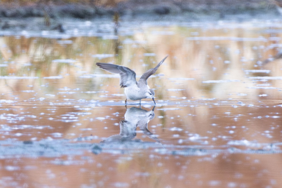 Wilson's Phalarope - ML642195075