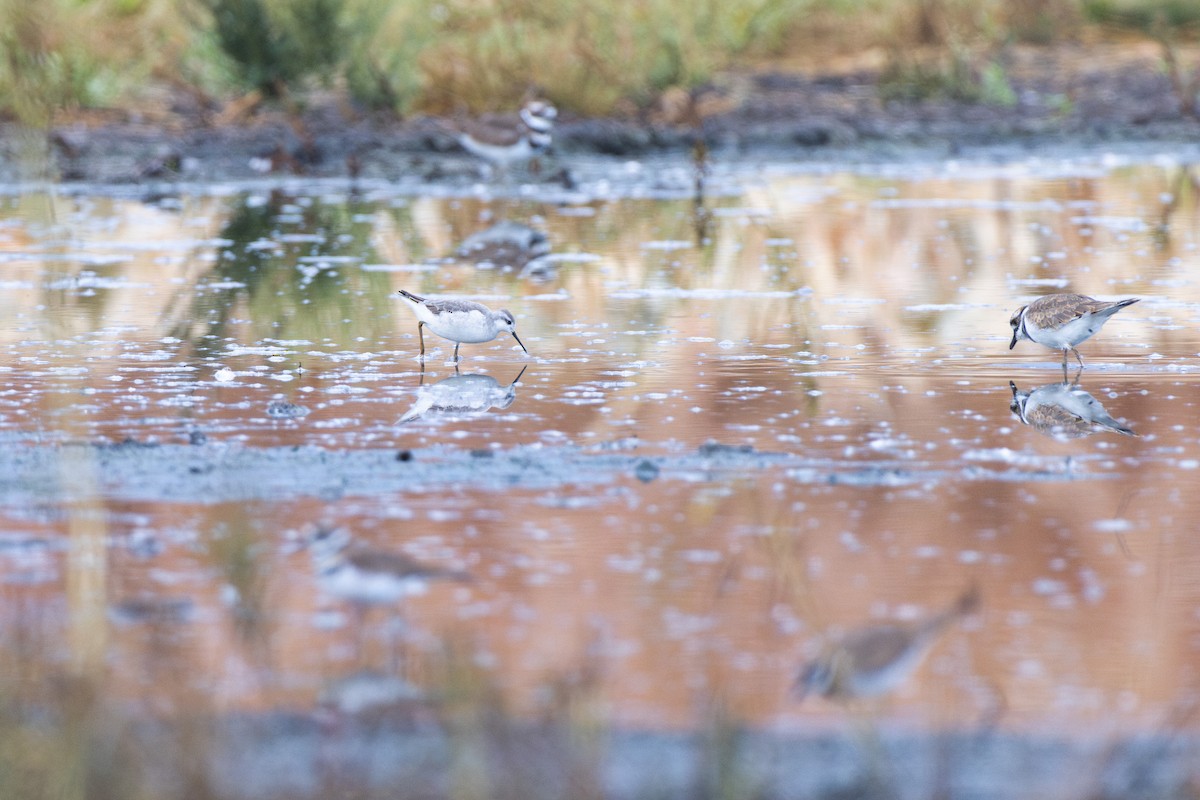 Wilson's Phalarope - ML642195078