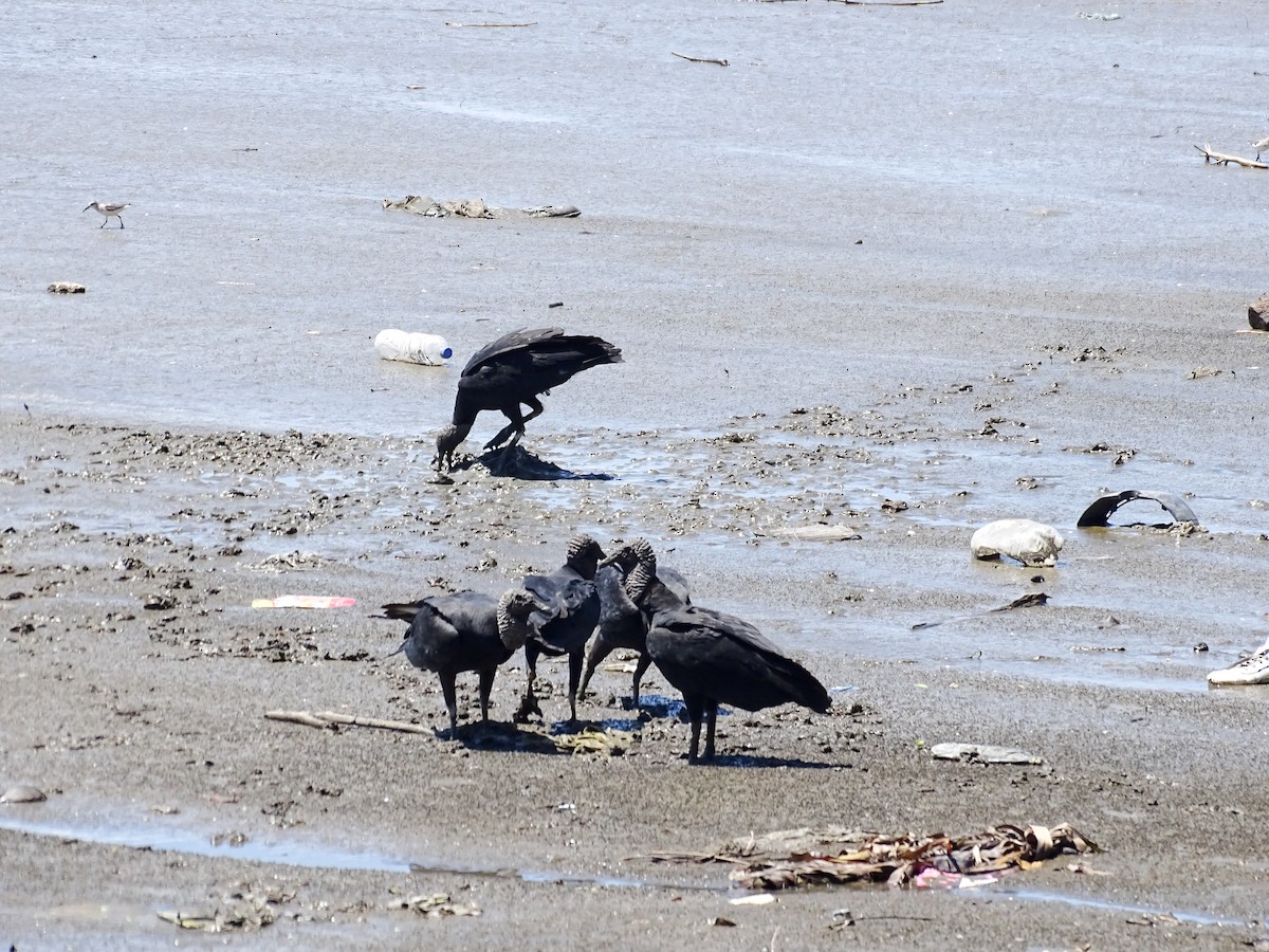 Black Vulture - ML642195083