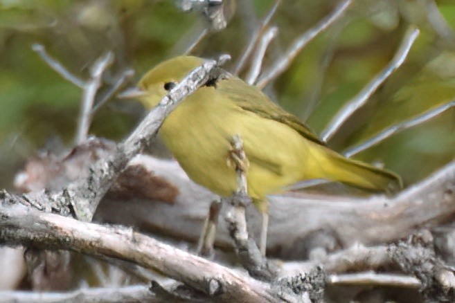 Yellow Warbler - ML642195092