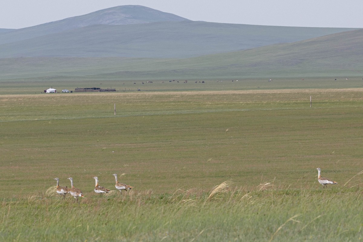 Great Bustard - ML642195115