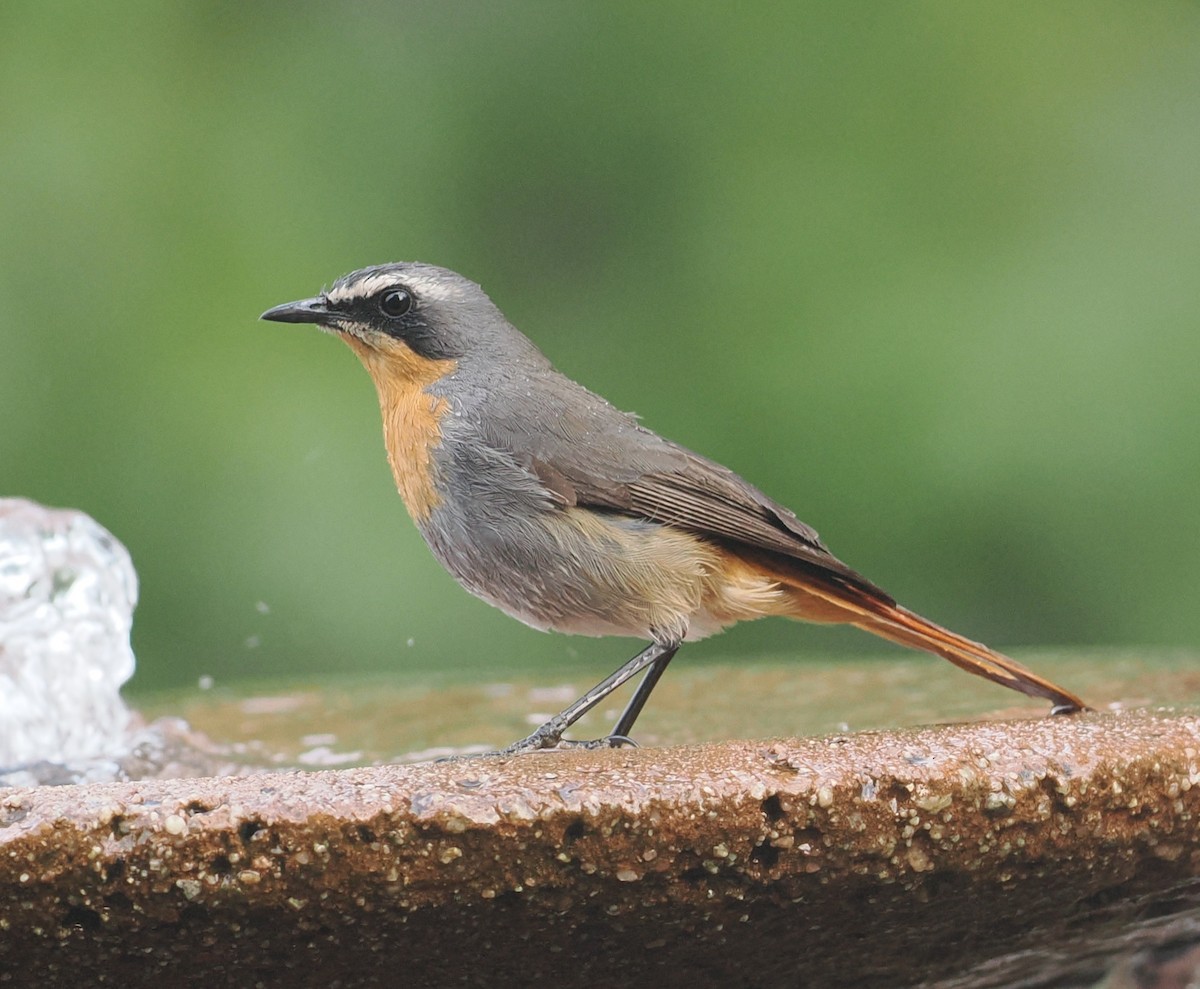 Cape Robin-Chat - ML642195121