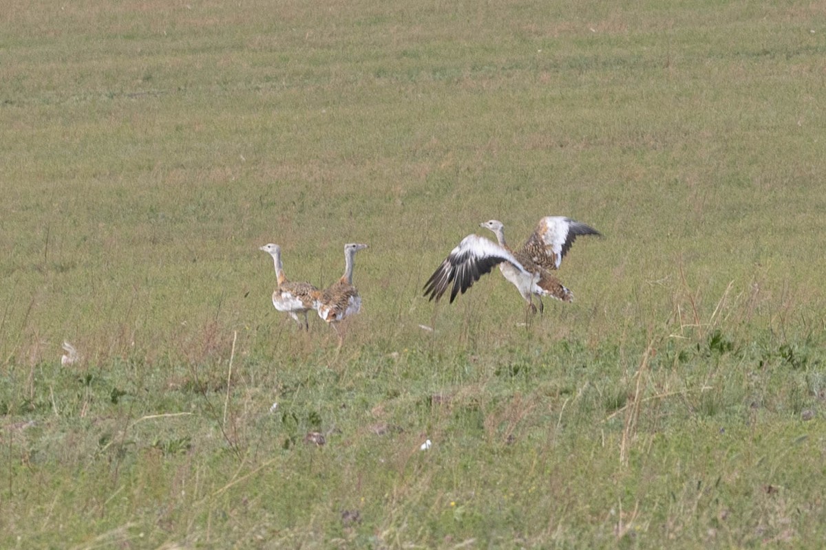 Great Bustard - ML642195124