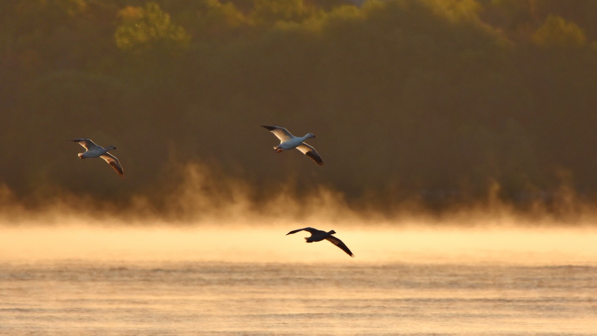 Snow Goose - ML642195128