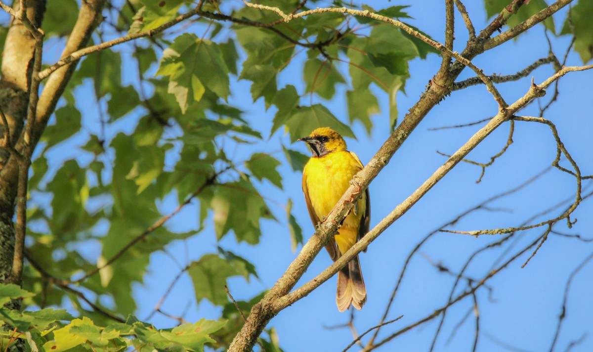 Orchard Oriole - ML642195136